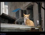 Cats_070917_004