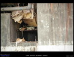 Cats_071007_001
