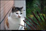Cats_20100411_007