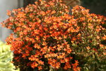 IMG_7833_resize