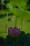 DSC_0006s
