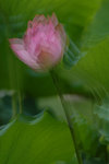 DSC_0034s