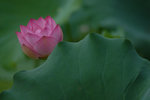 DSC_0040s