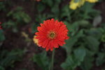 IMG_4241
