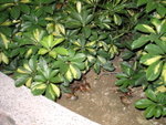 DSC00368