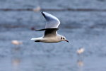 IMG_3650r