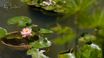CRW_6623