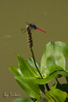 CRW_6632