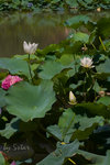 CRW_6642