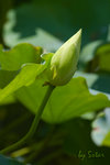 CRW_6656