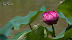 CRW_6658