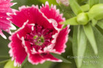 CRW_1313