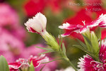 CRW_1328