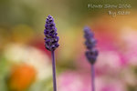 CRW_1330