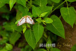 CRW_5480