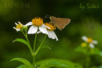 CRW_5495