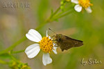 CRW_5499