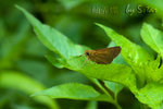 CRW_5513