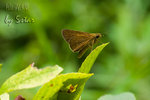 CRW_5517