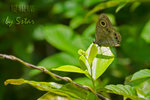 CRW_5520