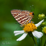 CRW_5522