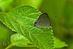 CRW_5528