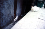 ** By : Suen @ Shot Spot; 2004 April @ Ping Chau, HK; Lomo LCA