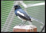 DSC_3808a