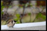DSC_4086