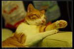 DSC_9438i
