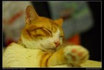 DSC_9440i