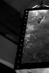 s-_IGP1576bw