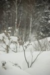 s640-_DSC0833