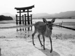 s-bw-PICT1086