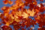 s-DSC_0494