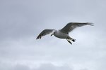 s-IMGP9737