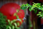 s-DSC_7955