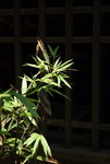 DSC_8615_resize