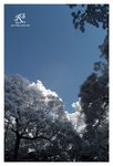IRCW_1