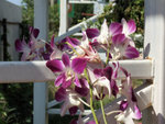DSCF3773