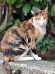 MuiMui