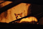 DSC_0081c