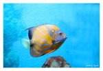 IMG_2958b