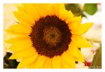 IMG_3169b