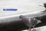 IMG_7366 copy