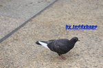 IMG_7368 copy