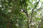 Tung Lung Island #036