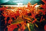 LCA02_2005_06