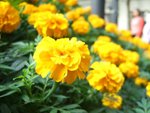 DSCF2396