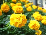 DSCF2397